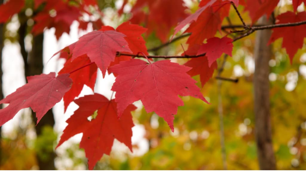 Allergy and asthma-friendly trees
Red maple (Acer rubrum) leaves in fall