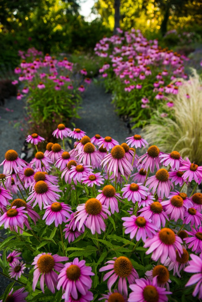 Colds and flu natural remedy
Echinacea