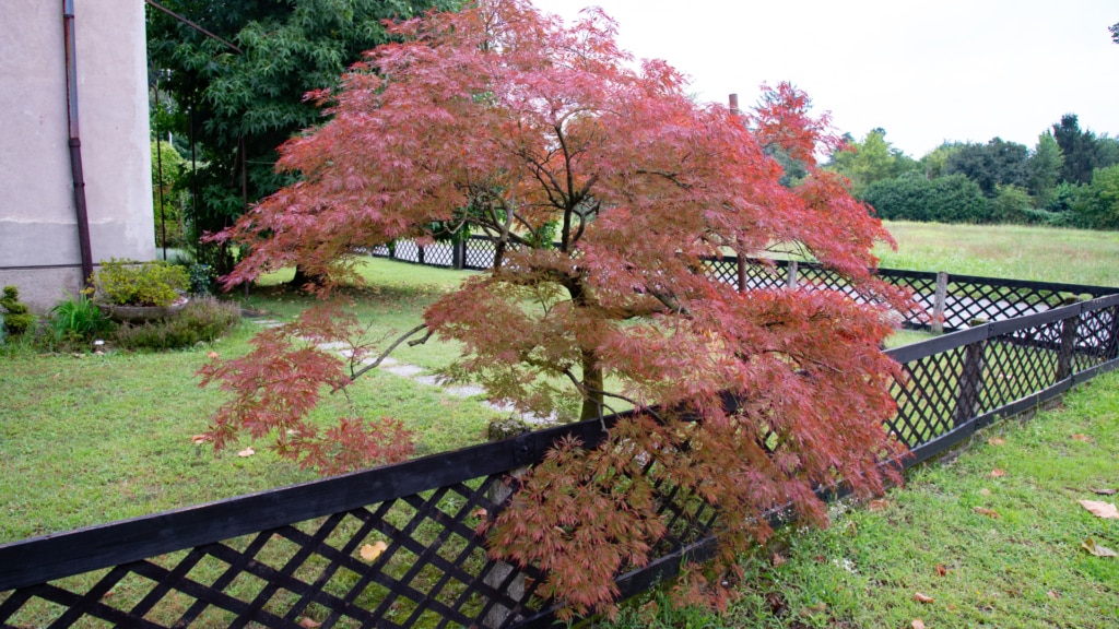 Acer rubrum, red maple tree, also known as swamp maple, water maple, or soft maple
Allergy and asthma-friendly tree