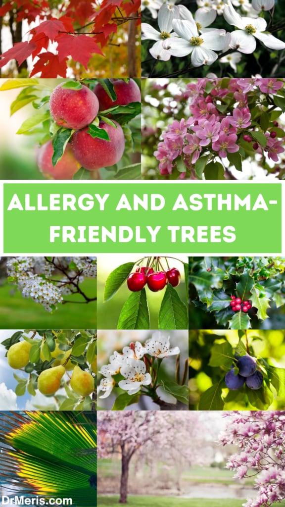 Allergy and asthma-friendly trees