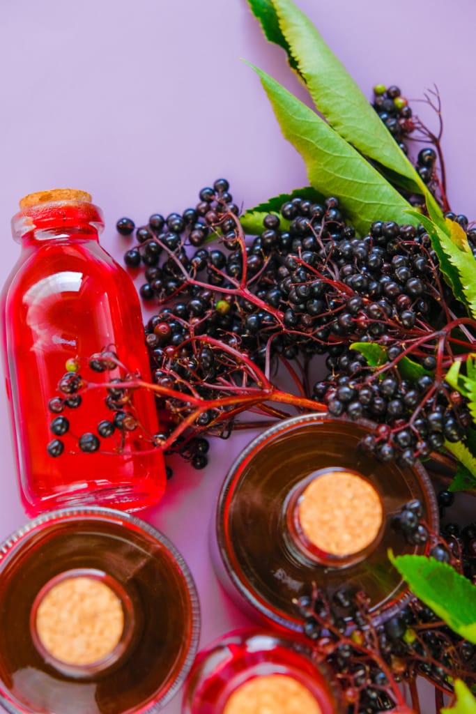 Elderberry (Sambucus nigra)