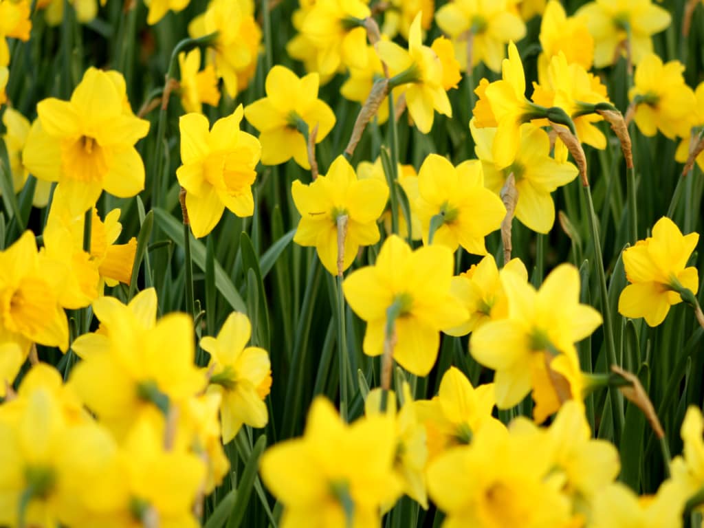 Allergy and asthma-friendly
Daffodil flowers (Narcissus pseudonarcissus)