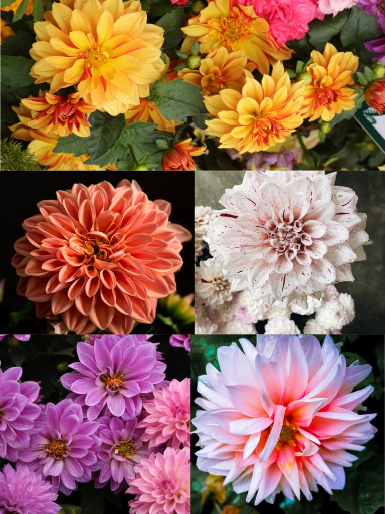 Examples of double dahlias
Dahlias
Suitable for allergies and asthma