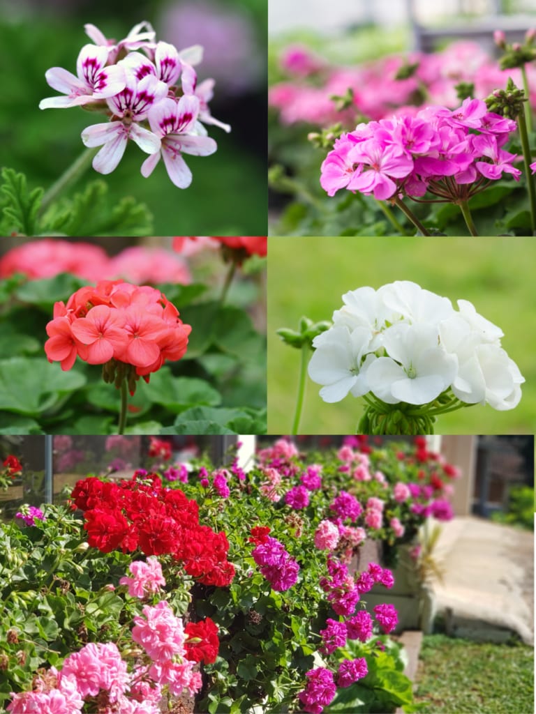 Examples of Geranium species
Allergy and asthma-friendly flowers plants
Geranium