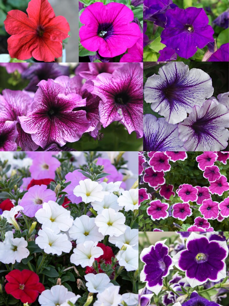 Petunia flowers
Petunias
No allergies or asthma