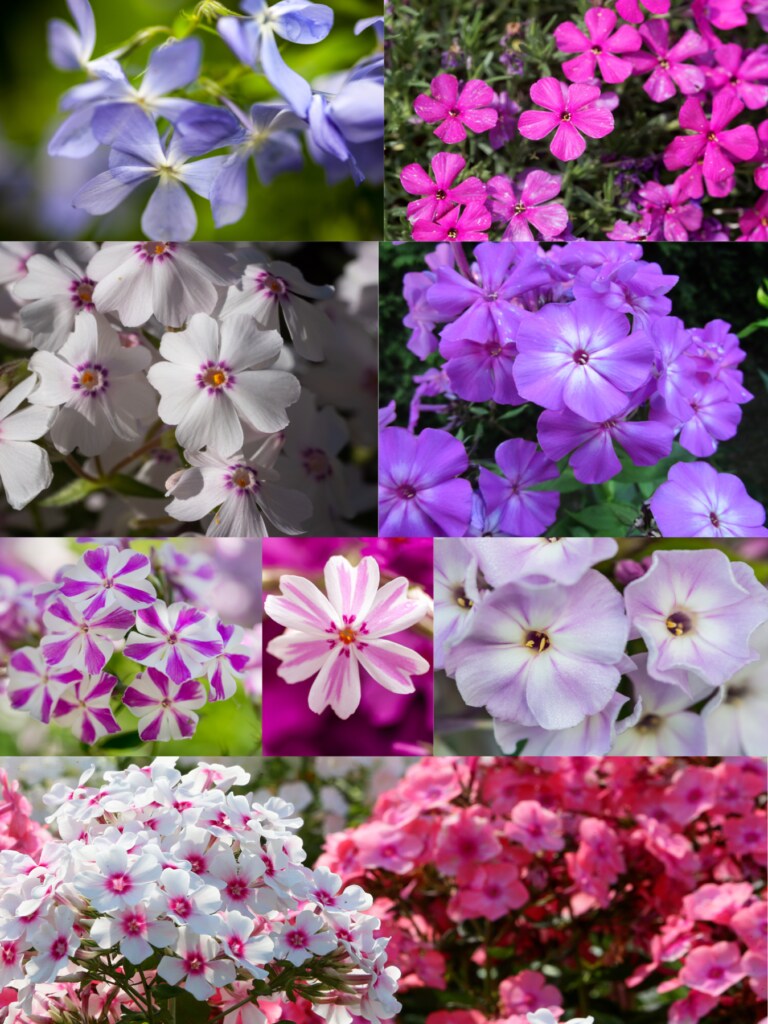 Phlox flowers, also known as "garden phlox" or "summer phlox"
Don't trigger asthma or cause allergies