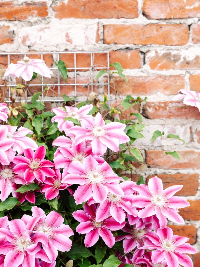 Allergy and asthma-friendly
Clematis 'Carnaby'