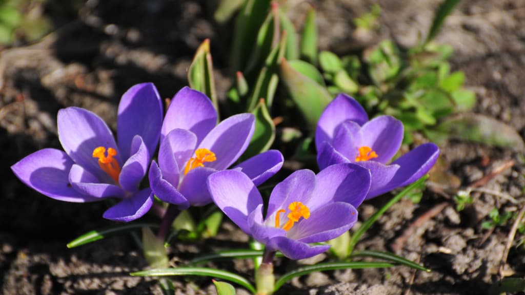 Allergy and asthma-friendly flowers
Flower of Crocus sativus or saffron crocus