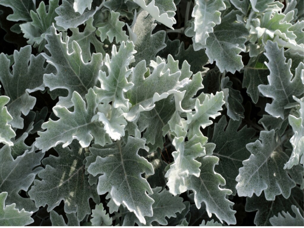 Leaves of Dusty Miller (Jacobaea maritima)
Allergy and asthma-friendly plant