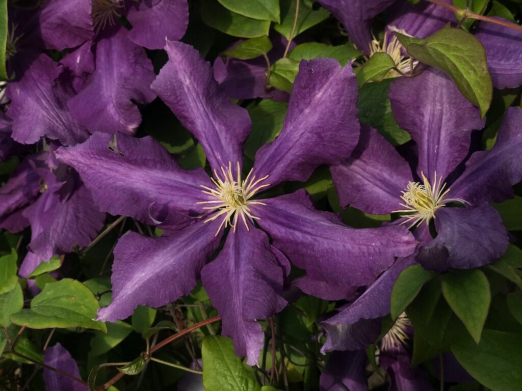 Allergy and asthma-friendly
Clematis 'Rhapsody'