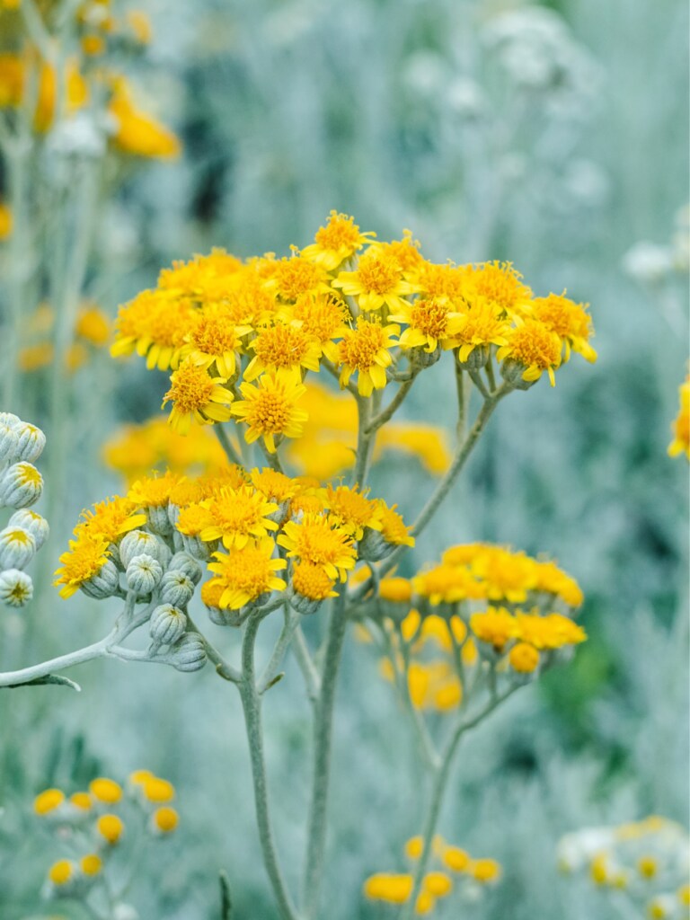 Flowers of Dusty Miller (Jacobaea maritima)
Allergy and asthma-friendly flowers