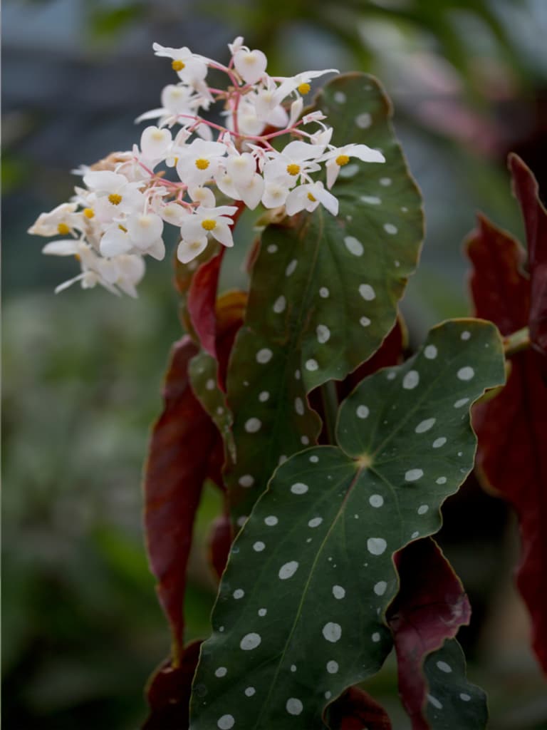 allergy and asthma-friendly flowering plants
Flowering Begonia maculate, the polka dot begonia
begonias