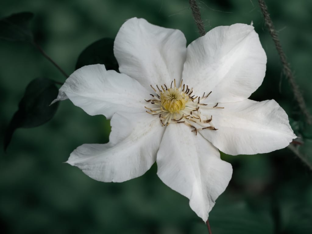 Allergy and asthma-friendly plants
Clematis montana alba