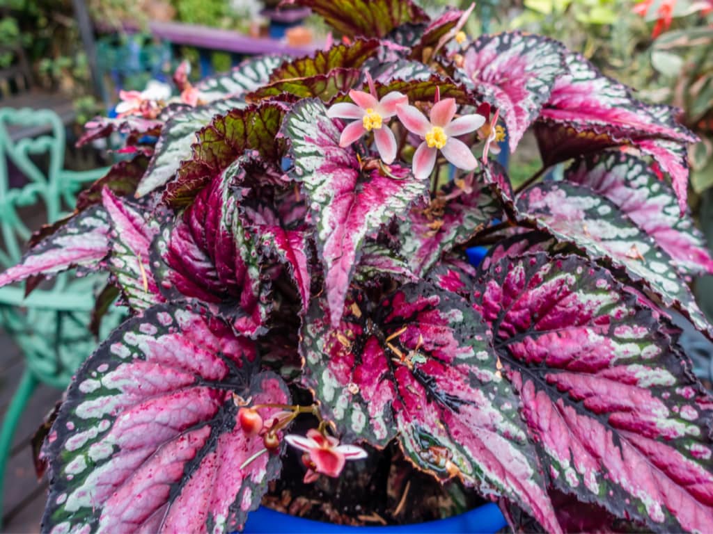 allergy and asthma-friendly flowering plants
Begonia rex, the king begonia
begonias