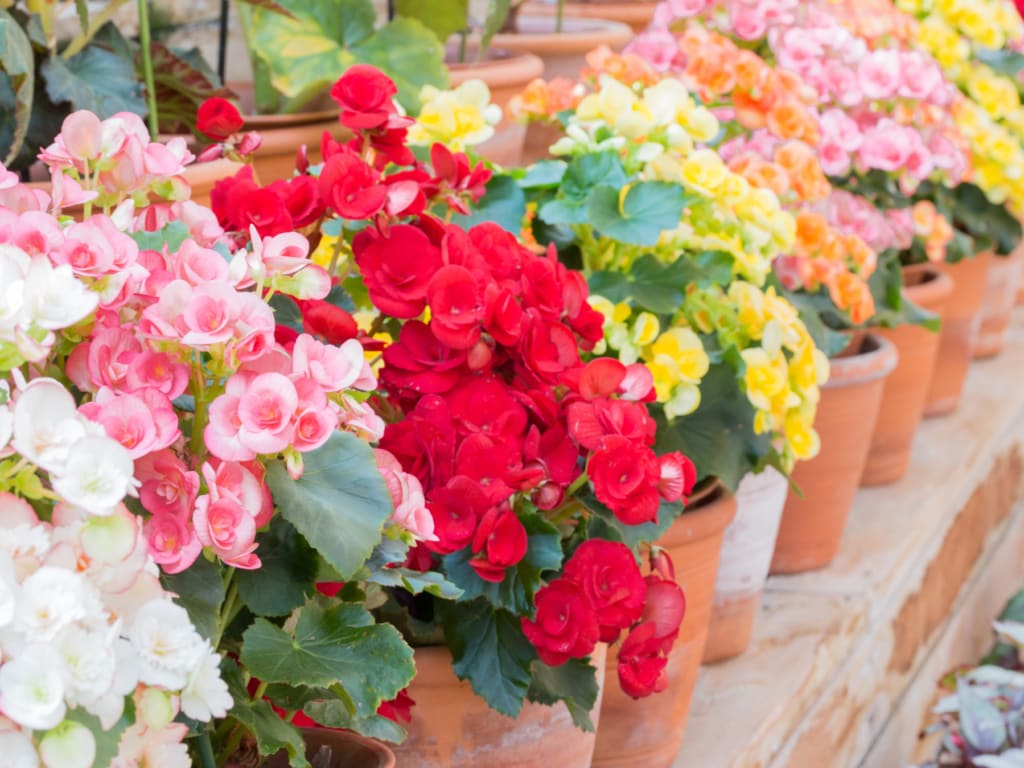 allergy and asthma-friendly flowers
begonias
Begonia × tuberhybrida, Tuberous begonia