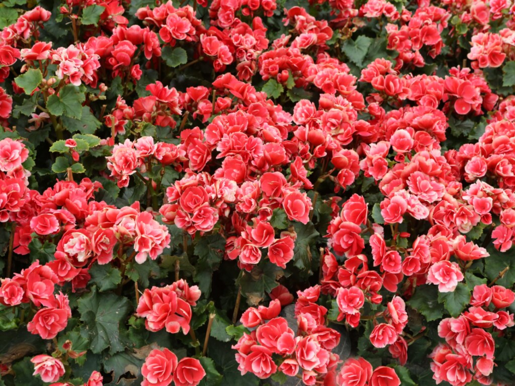 allergy and asthma-friendly flowers
begonias
The Hiemalis begonia, Begonia x hiemalis, a cross between a wax begonia and a tuberous begonia