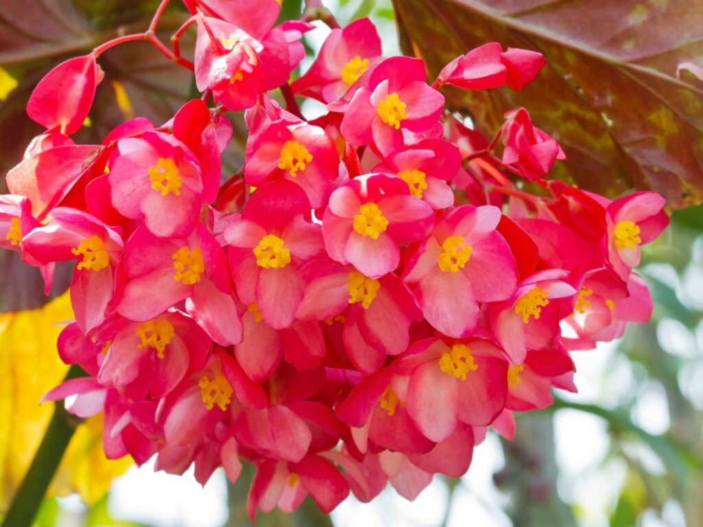 allergy and asthma-friendly flowers
begonia
Cane Begonia flowers