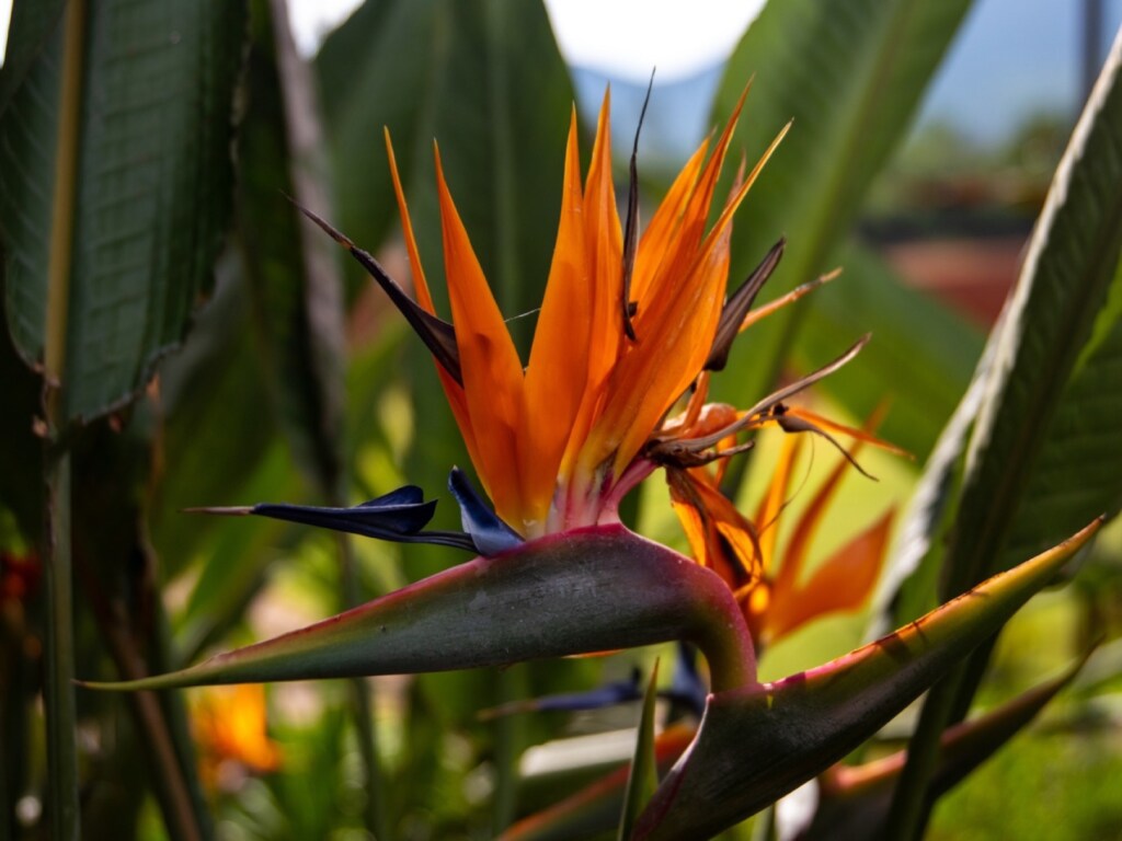 Suitable for allergy and asthma
Strelitzia reginae
Bird of Paradise (Strelitzia)