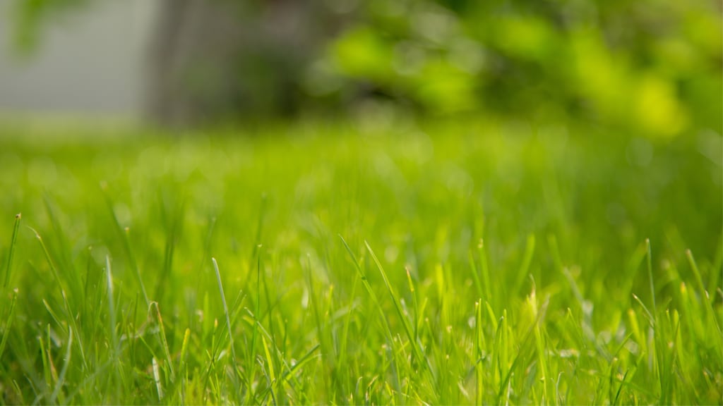 Bermuda grass (Cynodon dactylon Pers.)
Allergy and asthma-friendly grass