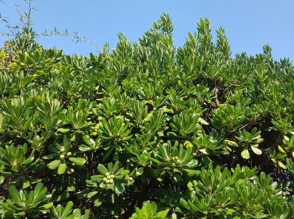 Pittosporum tobira
Boxwood Buxus sempervirens
Allergy and asthna-friendly shrub