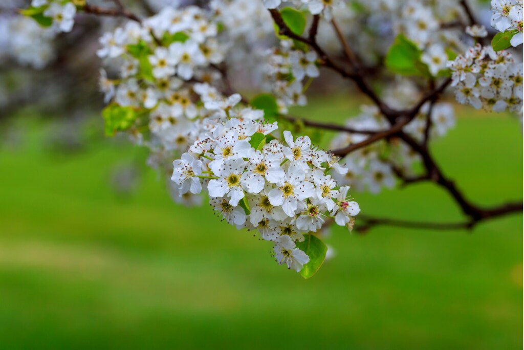 Blossoming cherry tree, Prunus avium, in spring