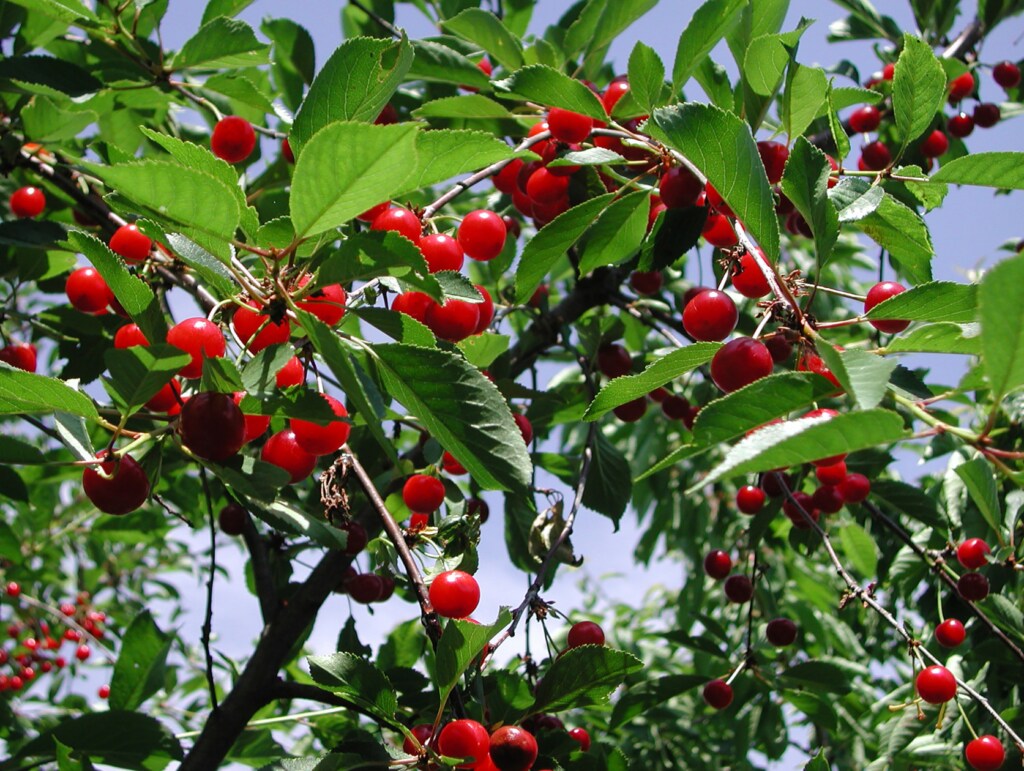 Ripe red berries of cherry tree, Prunus cerasus, in summer