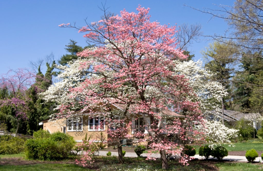 Allergy and asthma-friendly tree
Flowering pink and white dogwoods in spring