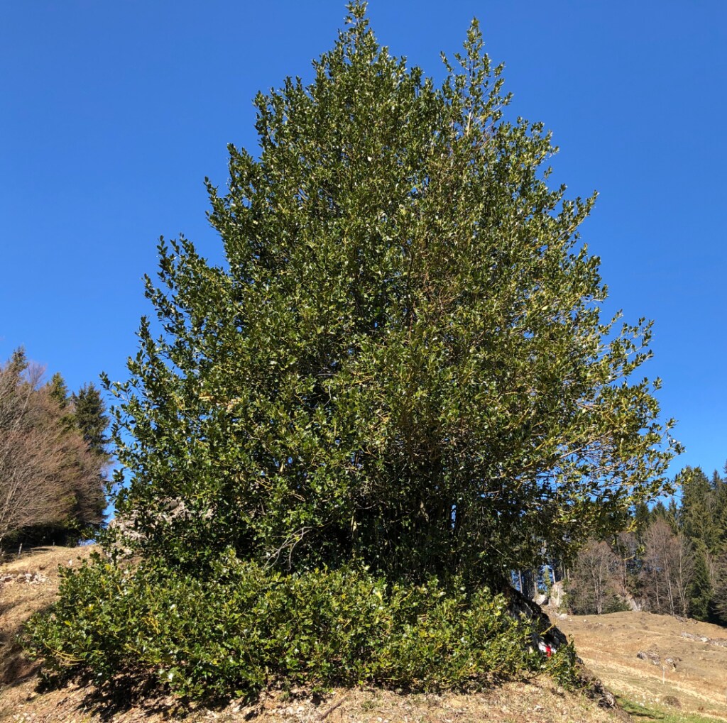 Allergy and asthma-friendly tree
Ilex aquifolium, also known as English holly, the holly, common holly, European holly, or Christmas holly