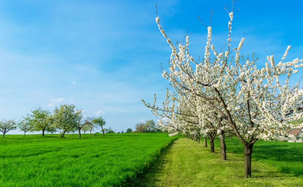 Allergy and asthma-friendly trees
Plum trees Prunus domestica