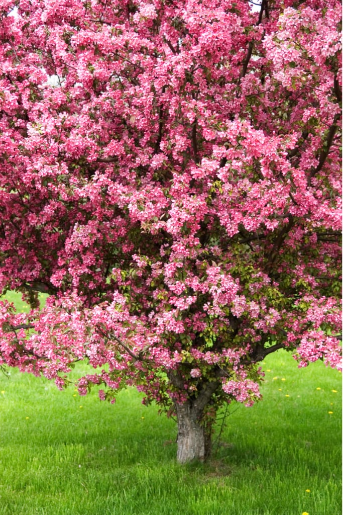 Allergy and asthma-friendly tree
Vibrant pink crabapple tree in full bloom