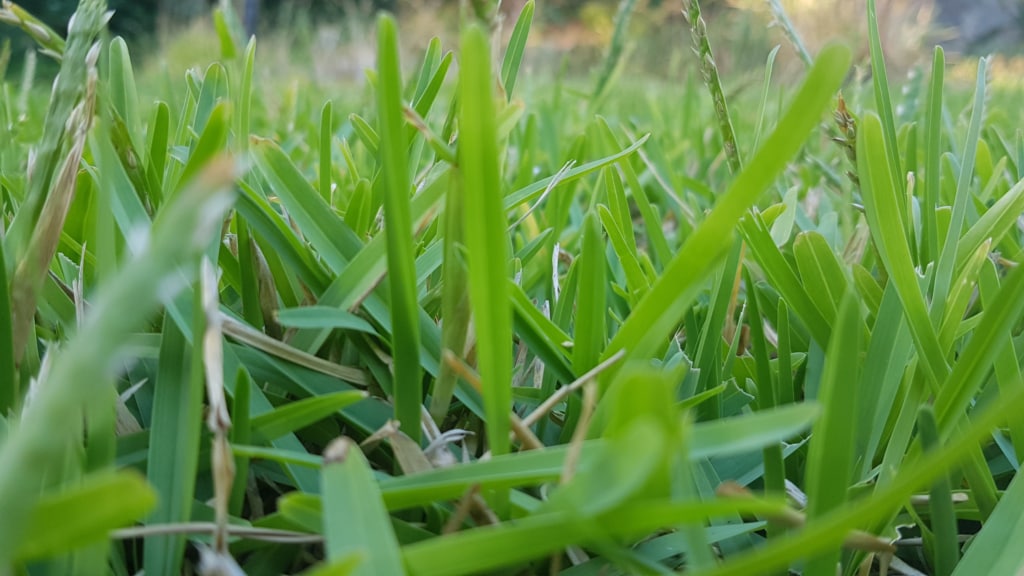 Bouteloua dactyloides, also known as buffalograss or buffalo grass
Allergy and asthna-friendly grass