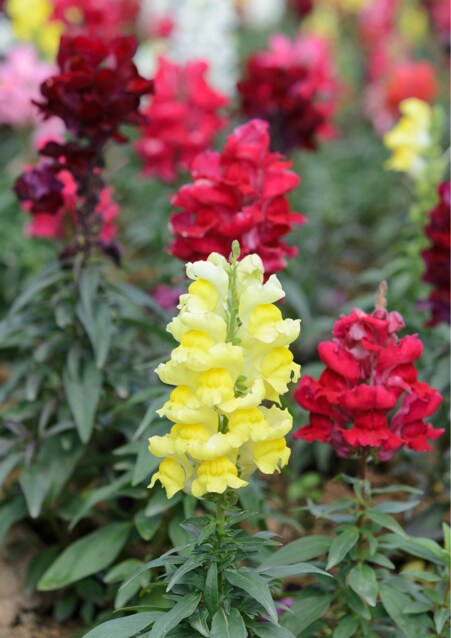 Snapdragon (Antirrhinum) flowers
These flowers don't cause allergies or trigger asthma