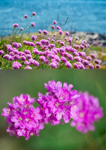 Thrift (Armeria maritima), also known as sea thrift or sea pink
Suitable for allergy and asthma