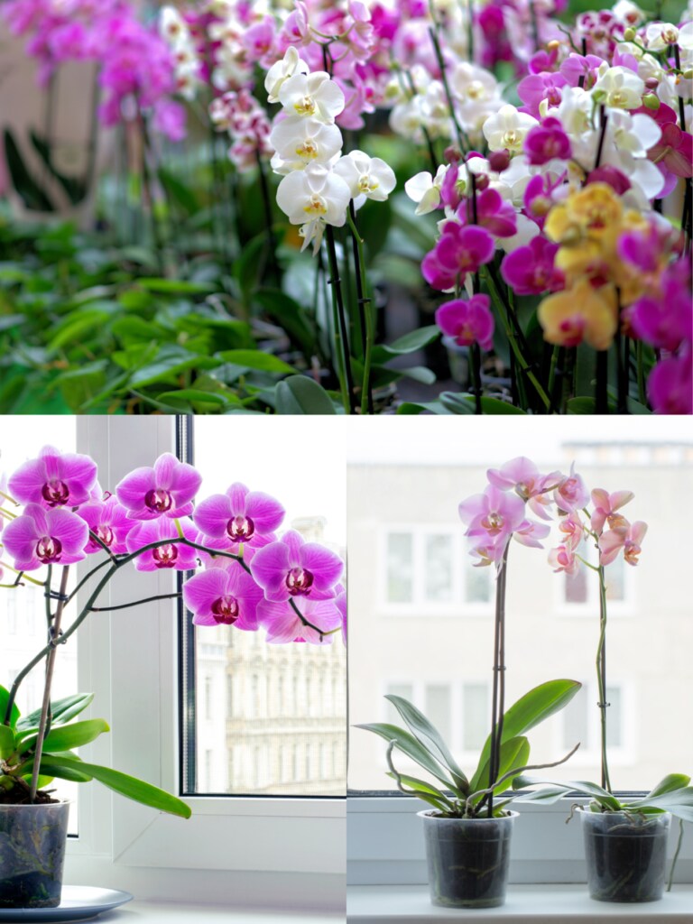 Good for allergies and asthma
Phalaenopsis, also known as moth orchids
Phalaenopsis, also known as moth orchids