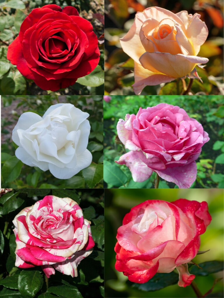 roses good for allergies and asthma.
hybrid tea roses (Rosa x hybrida)