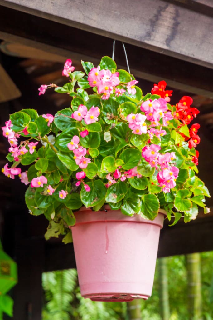 allergy and asthma-friendly flowering plants
Begonia obliqua
begonias