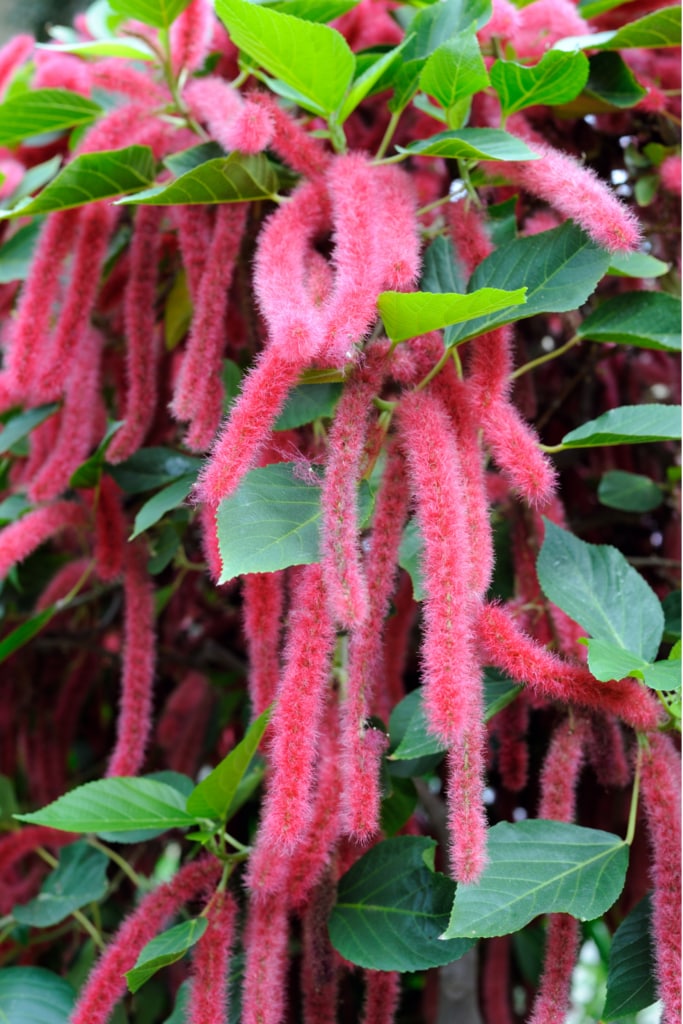 The chenille plant, Acalypha hispida