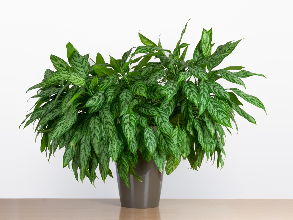 Large Chinese evergreen (Aglaonema maria) 
Air- purifying houseplant