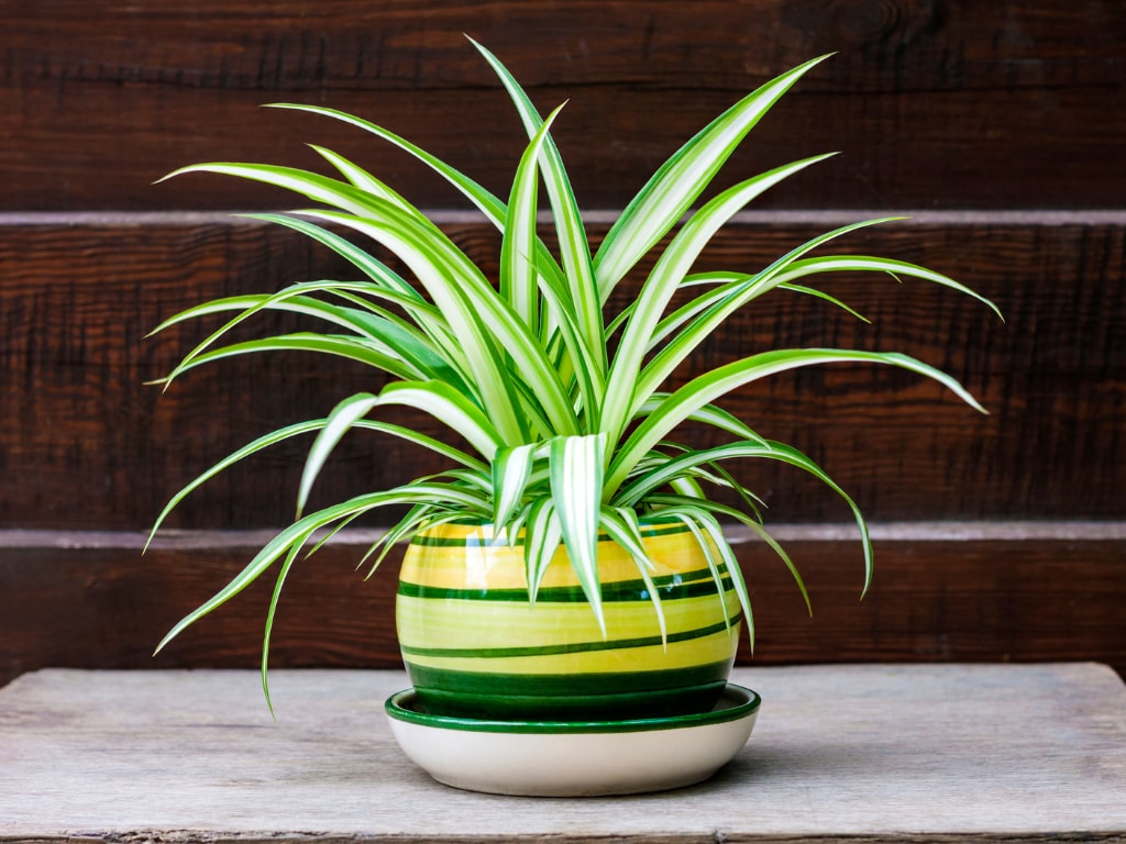 Air- purifying houseplant
Spider plant (Chlorophytum comosum)