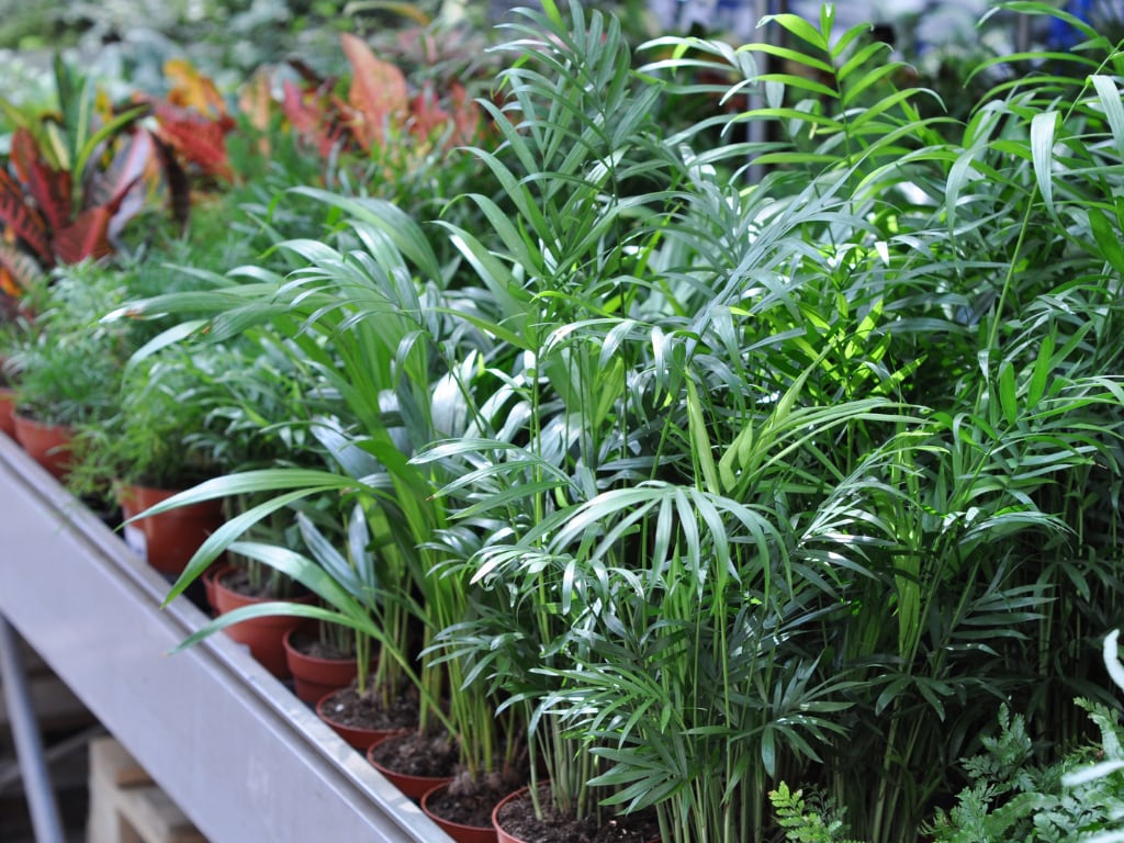 Air-purifying houseplant
Bamboo palms (Chamaedorea seifrizii) in pots