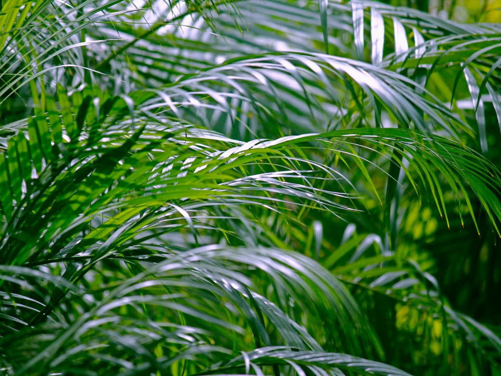 Areca palms (Chrysalidocarpus lutescens)