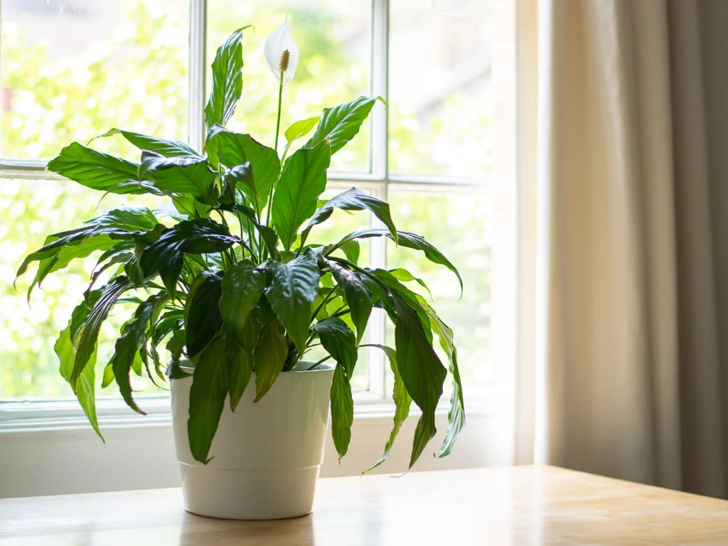 Peace liliy (Spathiphyllum)