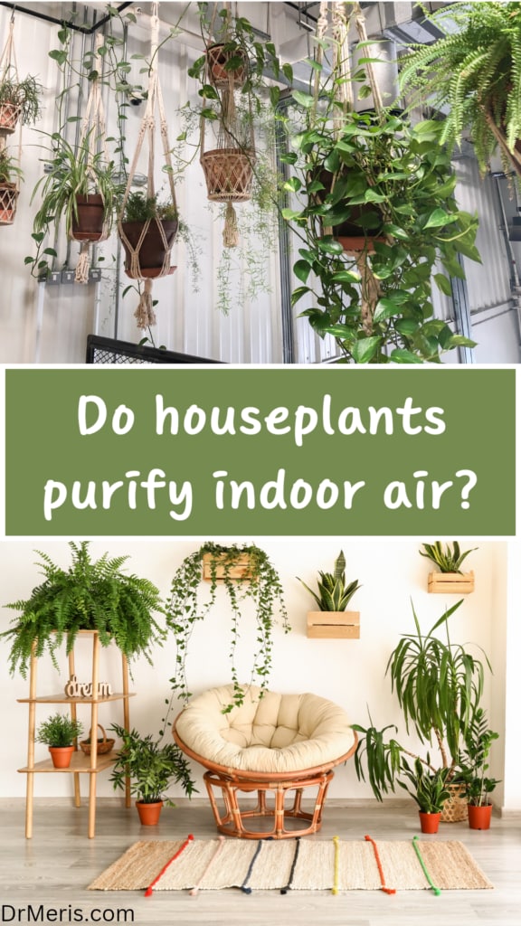 Do Houseplants Purify Indoor Air?