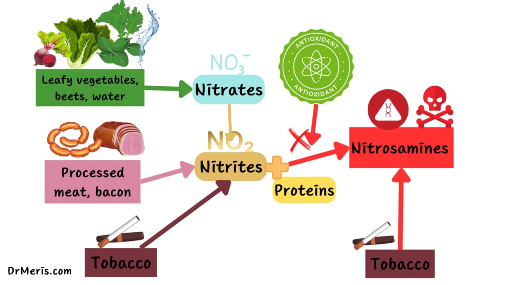 Illustration of nitrates conversion to nitrites and nitrosamines