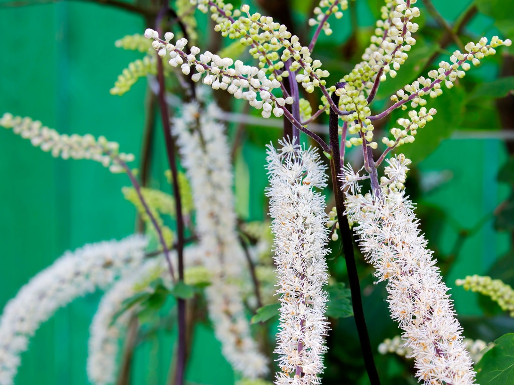 Black cohosh flower
A natural remedy for premenstrual syndrome PMS