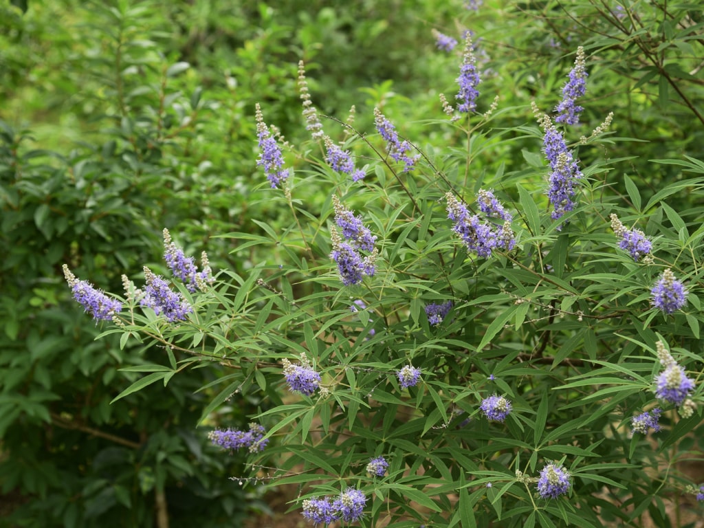 A natural remedy for premenstrual syndrome PMS
Chaster tree (Vitex agnus cactus)