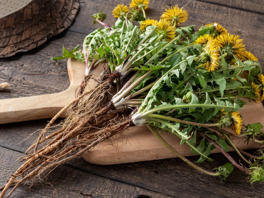 A natural remedy for premenstrual syndrome PMS
Dandelion roots with leaves and flowers