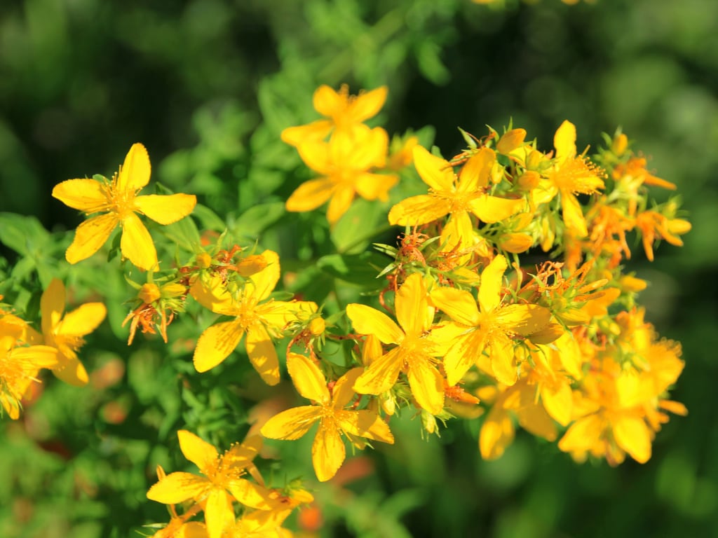 A natural remedy for premenstrual syndrome PMS
St. John's wort (Hypericum perforatum)