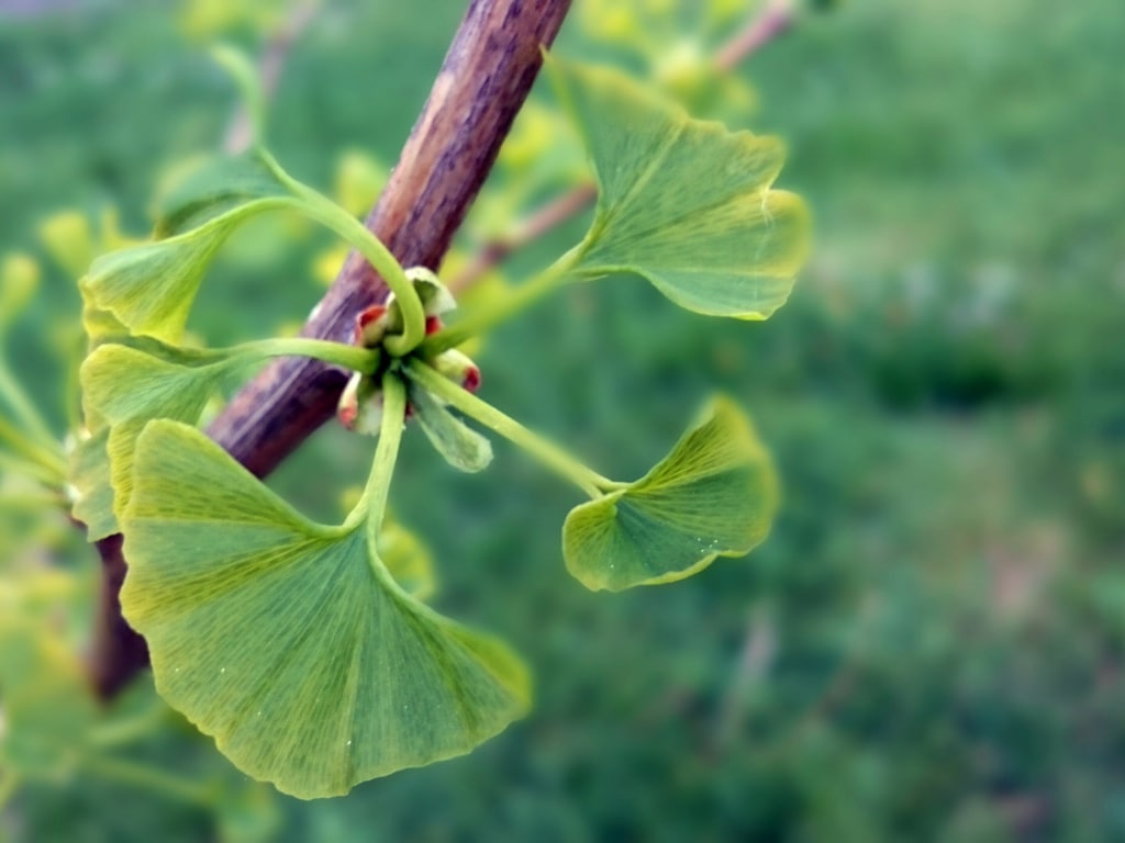 A natural remedy for premenstrual syndrome PMS
Ginkgo biloba leaves on a branch