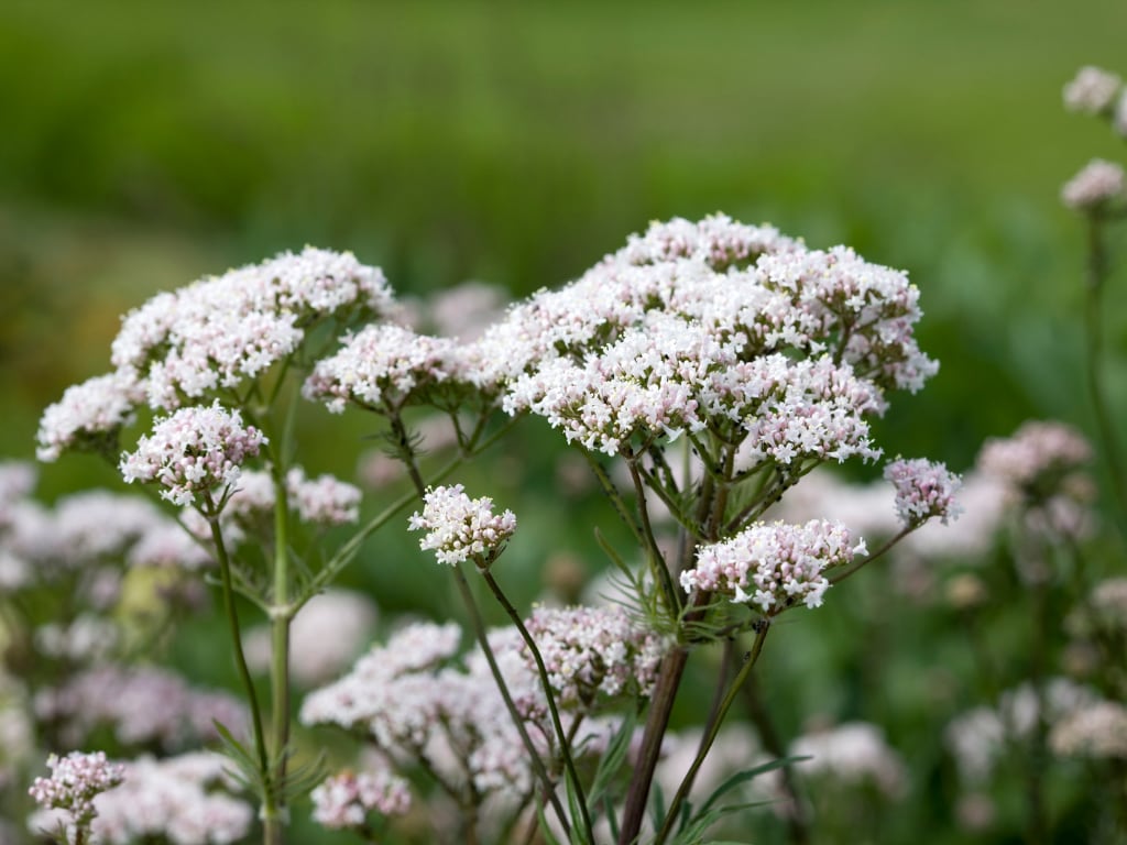 Valerian (Valeriana officinalis) flowers